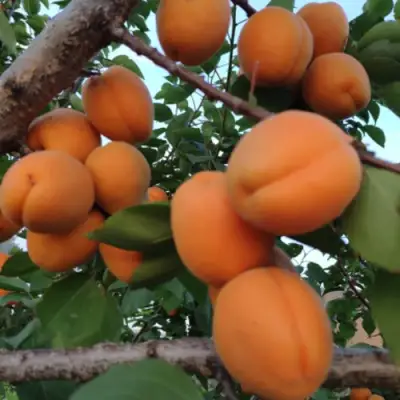 Абрикос ГОЛД РИЧ в Молодечно