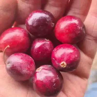 Клюква БАИН 6 в Молодечно