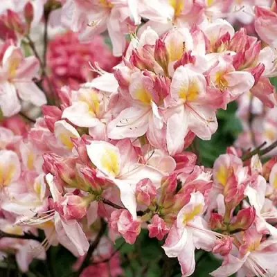 Азалия САТОМИ японская в Молодечно