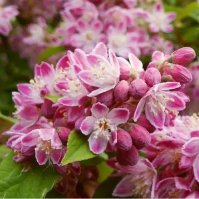 Дейция СТРОБЕРРИ ФИЛДС  в Молодечно