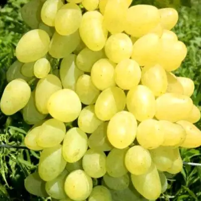 Виноград ЗАРНИЦА в Молодечно