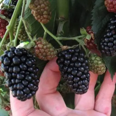 Ежевика НЕБЕСА МОГУТ ПОДОЖДАТЬ бесшипная  в Молодечно