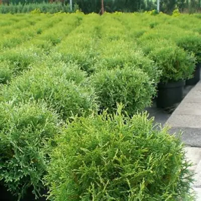 Туя ТИНИ ТИМ западная в Молодечно