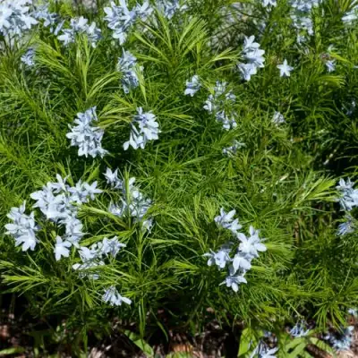 Амсония РЕСНИТЧАТАЯ в Молодечно