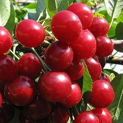 Вишня ГЛУБОКСКАЯ в Молодечно