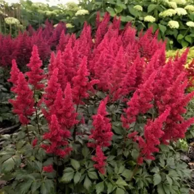 Астильба ФАНАЛ в Молодечно