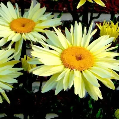 Нивяник БРОДВЕЙ ЛАЙТС великолепный в Молодечно