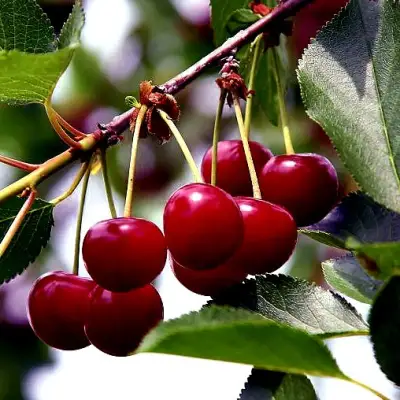 Вишня РИВАЛ в Молодечно