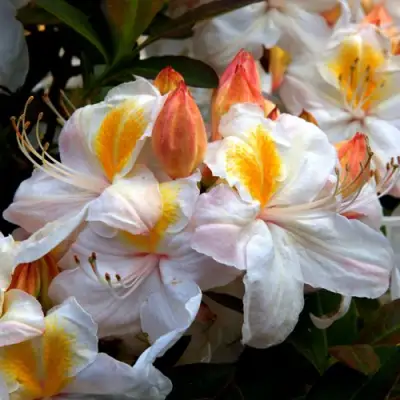 Азалия СИЛЬВЕР СЛИППЕР листопадная в Молодечно