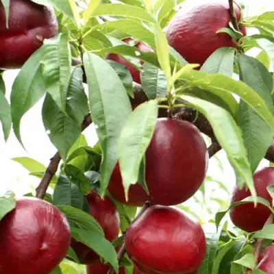 Нектарин ФАНТАЗИЯ в Молодечно