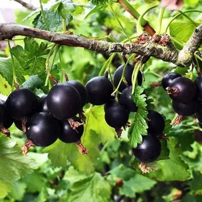 Йошта КРЫМСКАЯ в Молодечно