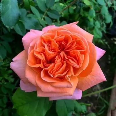 Роза РЕНЕ ГОССИНИ чайно-гибридная в Молодечно