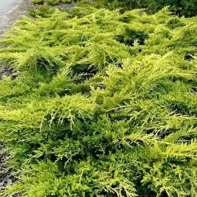 Можжевельник ОЛД ГОЛД средний в Молодечно