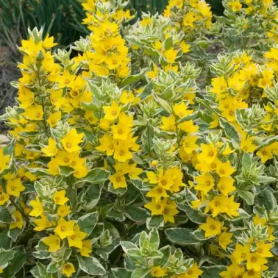 Вербейник АЛЕКСАНДР точечный в Молодечно