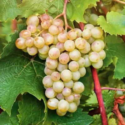 Виноград КРИСТАЛЛ в Молодечно