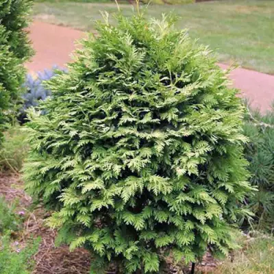 Туя ВАРЕАНА ЛЮТЕСЦЕНС западная в Молодечно