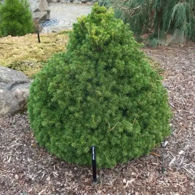 Ель ТОМПА обыкновенная в Молодечно