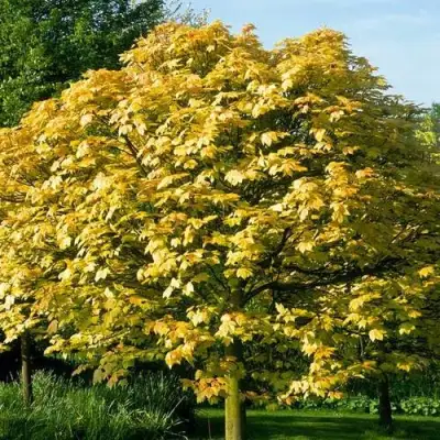 Клен ложноплатановый в Молодечно