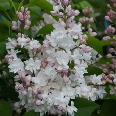 Сирень КРАСАВИЦА МОСКВЫ в Молодечно