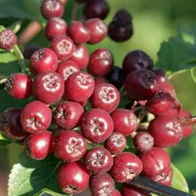 Рябина БУРКА сладкоплодная в Молодечно