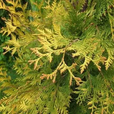 Туя ГОЛДЕН БРАБАНТ западная в Молодечно