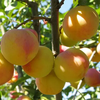 Слива ВЕТРАЗЬ-2 в Молодечно