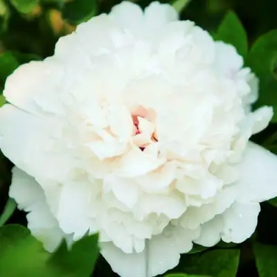 Пион СНЕЖНАЯ КРЕПОСТЬ древовидный в Молодечно