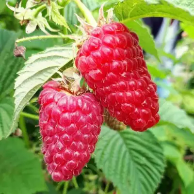 Малина ПШЕХИБА в Молодечно