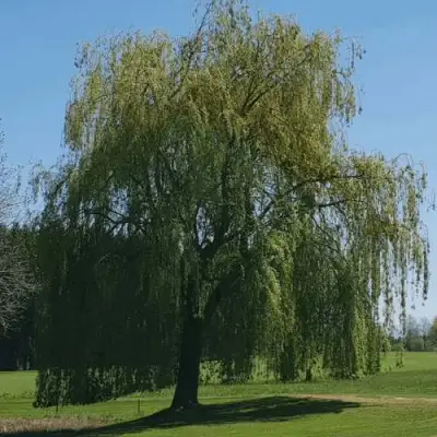 Ива белая в Молодечно