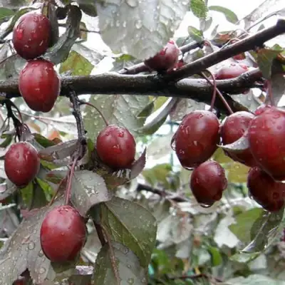 Слива НИГРА растопыреная в Молодечно