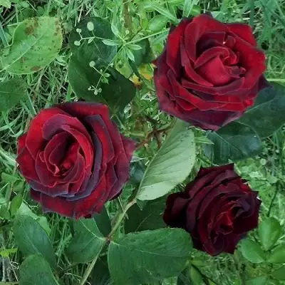 Роза ПАПА МЕЙЯН чайно-гибридная в Молодечно