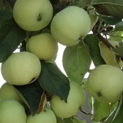 Яблоня ПАПИРОВКА в Молодечно