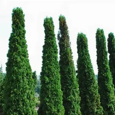 Туя ДЕГРУТ СПАЙР западная в Молодечно