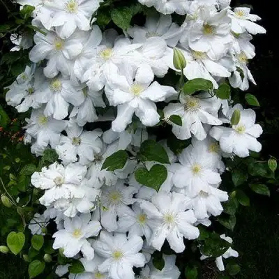 Клематис ТОКИ в Молодечно