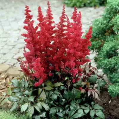 Астильба ГРАНАТ Арендса в Молодечно