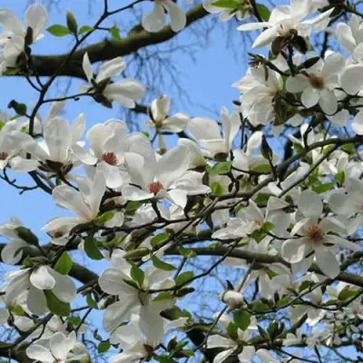 Магнолия АЛЬБА СУПЕРБА в Молодечно