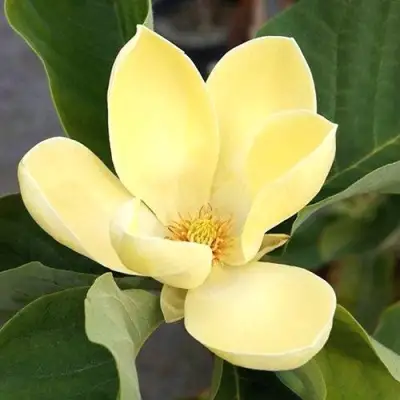 Магнолия ЕЛЛОУ ЛАНТЕРН в Молодечно