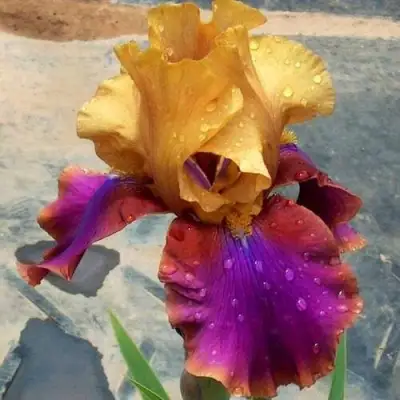 Ирис ГАЛА МАДРИД бородатый в Молодечно