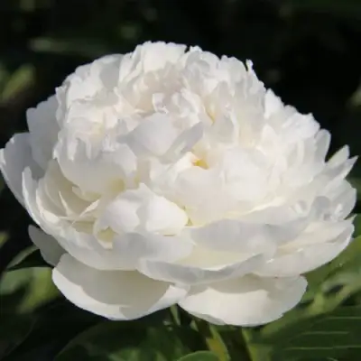 Пион СНЕЖНАЯ КРЕПОСТЬ древовидный в Молодечно