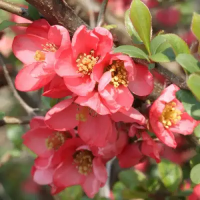 Айва ПИНК КВИН в Молодечно