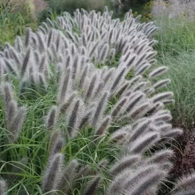 Пеннисетум БЛЭК БЬЮТИ в Молодечно