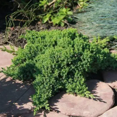 Можжевельник АВАСИ лежачий  в Молодечно