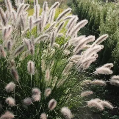 Пеннисетум ЛЕДИ Ю в Молодечно