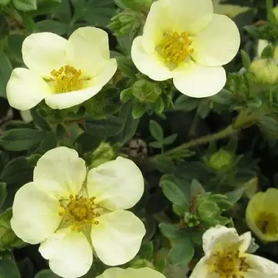 Лапчатка ЭЛИЗАБЕТ кустарниковая в Молодечно