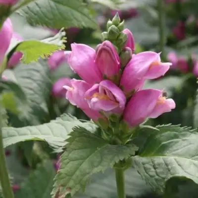 Хелоне КОСАЯ в Молодечно