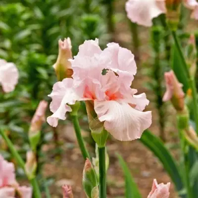 Ирис ПИНК ХОРАЙЗОН бородатый в Молодечно