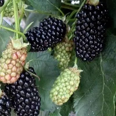 Ежевика ПРАЙМ АРК ФРИДОМ ремонтантная  в Молодечно