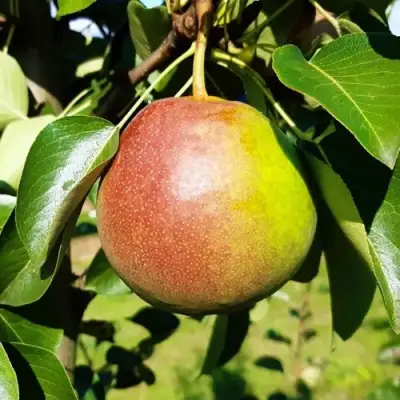 Груша КУПАЛА в Молодечно