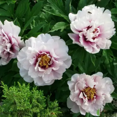 Пион КОРА ЛУИЗА ито-гибрид в Молодечно