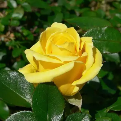 Роза ПАПИЛОН чайно-гибридная в Молодечно